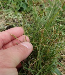 Carex tumulicola