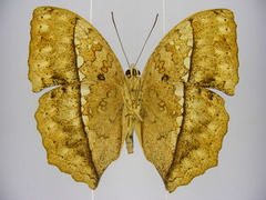 Harma theobene superna