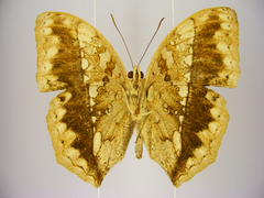 Harma theobene superna