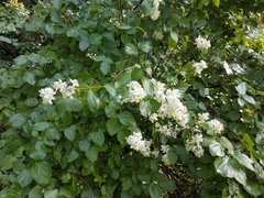 Philadelphus lewisii