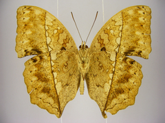 Harma theobene superna