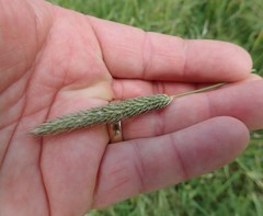 Alopecurus pratensis