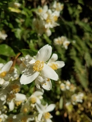 Philadelphus lewisii
