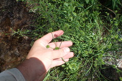 Juncus polycephalus