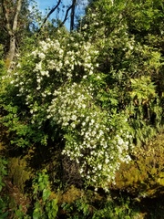 Philadelphus lewisii