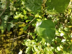 Philadelphus lewisii