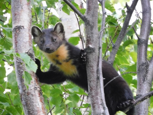 American Marten
