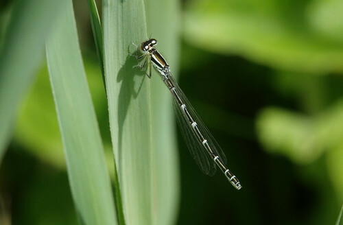 Dainty Damselfly, Oostvoorne, Nederland, photo 7 of 10