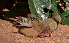 Lagonosticta senegala rendalli