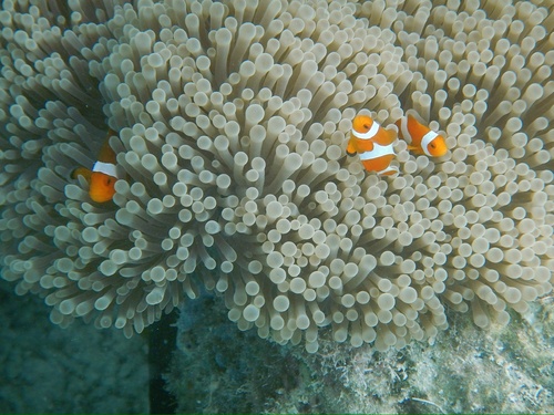 Amphiprion ocellaris
