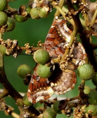 Eurytela dryope angulata