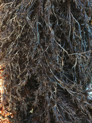 Odonthalia floccosa