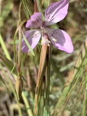Clarkia similis