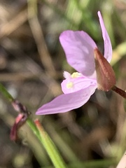 Clarkia similis