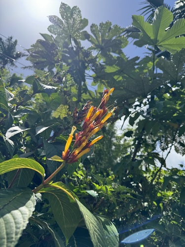 Sanchezia parvibracteata