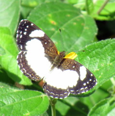 Janatella leucodesma