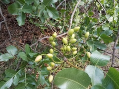 Pistacia