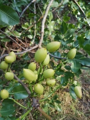 Pistacia