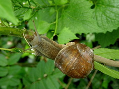 Helix pomatia