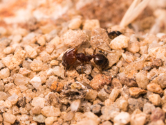 Pheidole xerophila