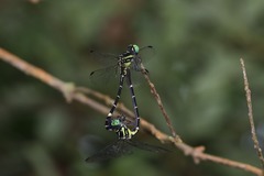 Melligomphus guangdongensis