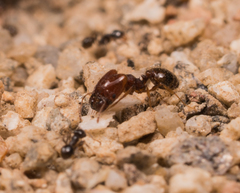 Pheidole xerophila