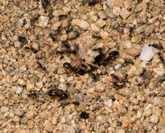 Pheidole xerophila