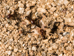 Pheidole xerophila