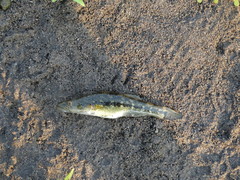 Gobiomorus polylepis