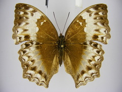 Harma theobene superna