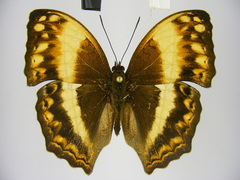 Harma theobene superna