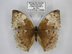 Harma theobene superna