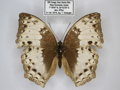 Harma theobene superna