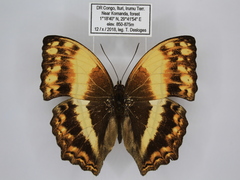 Harma theobene superna