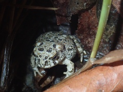 Anaxyrus californicus