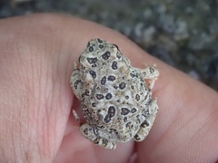 Anaxyrus californicus