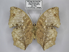 Harma theobene superna