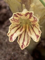 Aphyllon parishii parishii