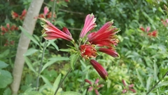 Alstroemeria psittacina