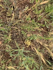 Aphyllon parishii parishii