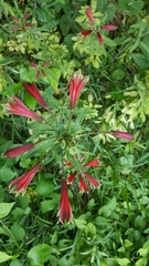 Alstroemeria psittacina