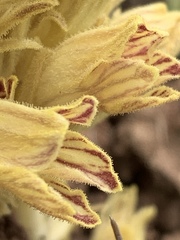 Aphyllon parishii parishii