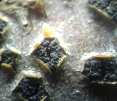 Diatrype disciformis