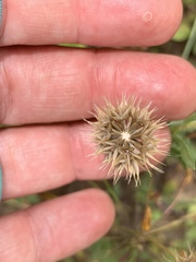 Microseris douglasii platycarpha