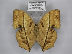 Harma theobene superna