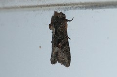 Oligia tusa
