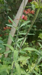Alstroemeria psittacina