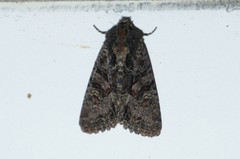 Oligia tusa
