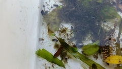 Cottus beldingii