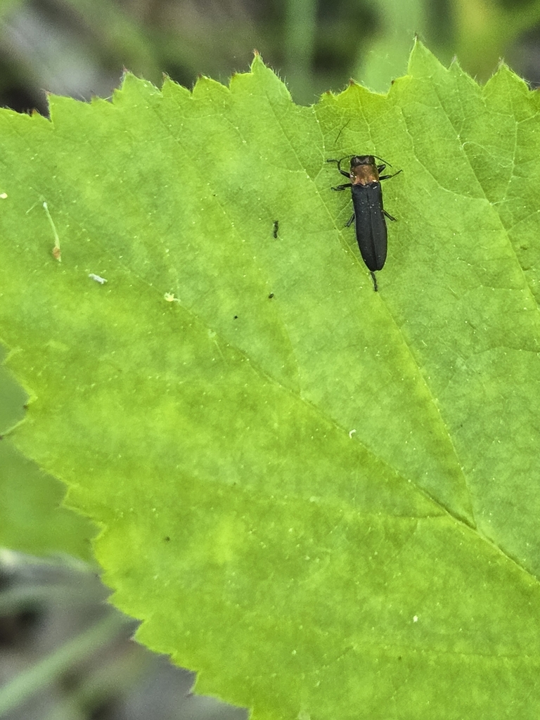 Red-necked Cane Borer Beetle from Presque Isle Lighthouse, Millcreek ...